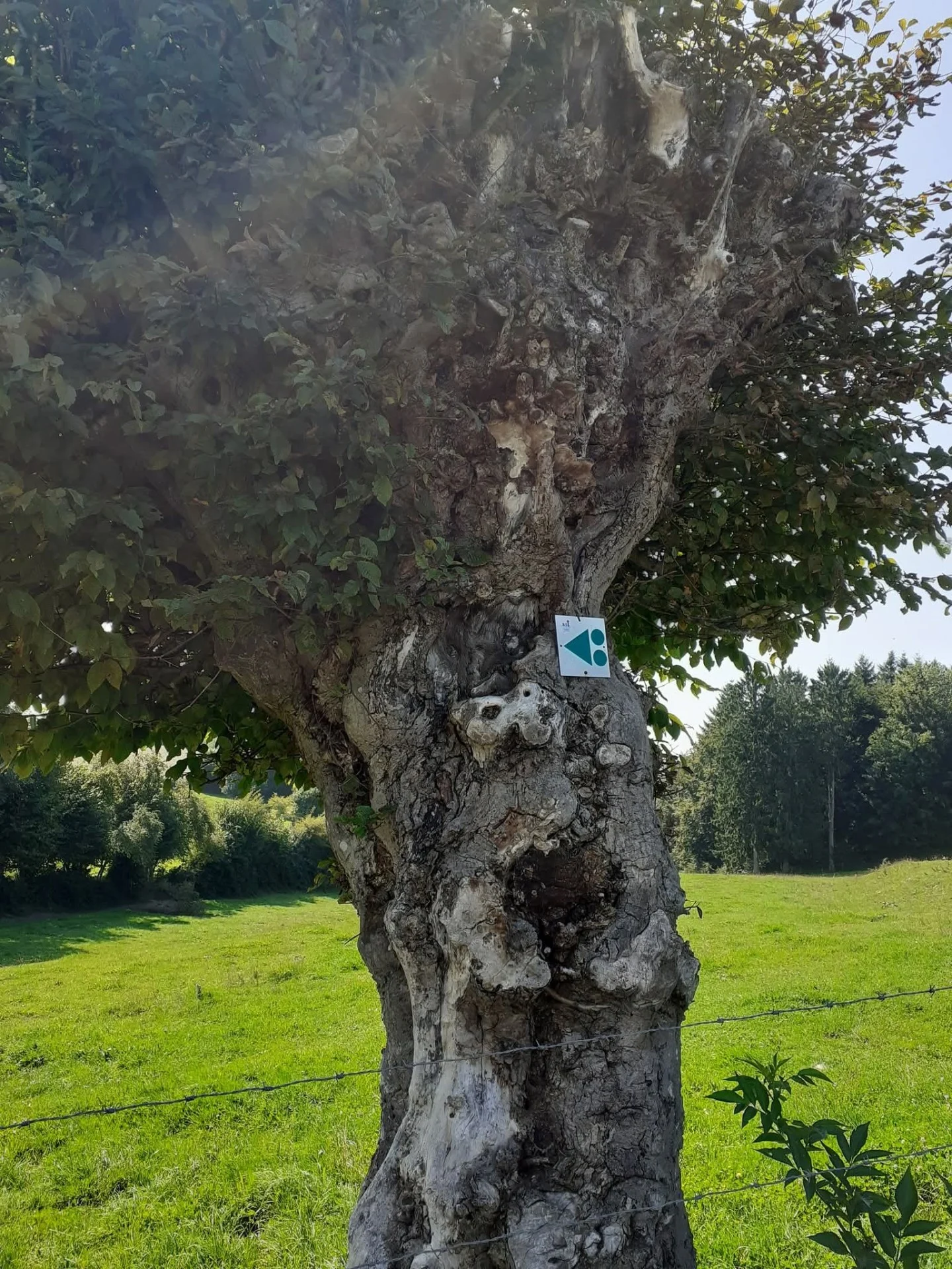 Comblain au pont le 10 aout 2025 7 